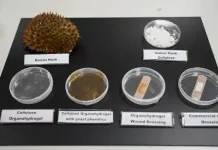 Fruit scraps are being turned into antimicrobial bandages by Singaporean scientists